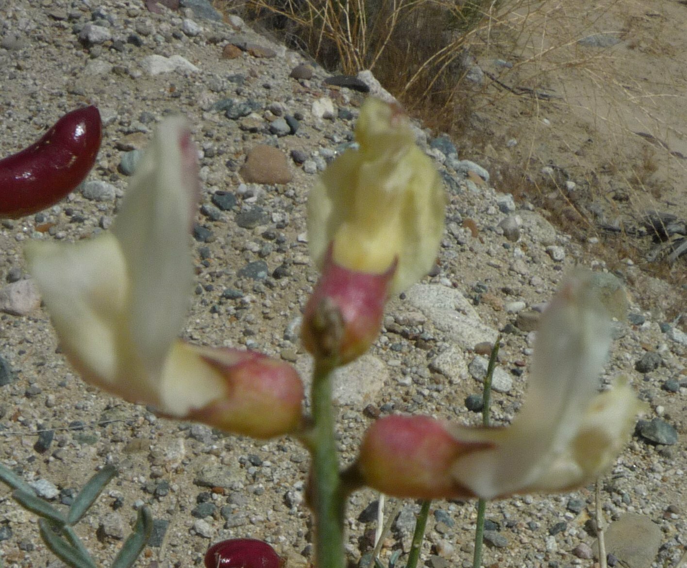 High Resolution Astragalus pachypus Flower